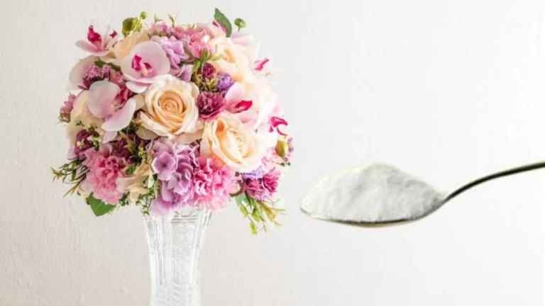 How to replicate flowers: the simple and effective DIY method