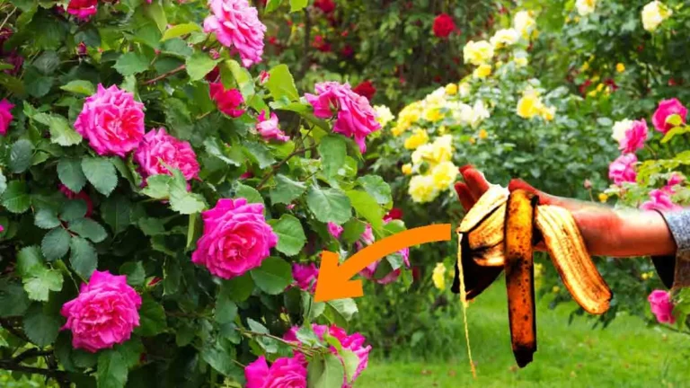 Here’s the secret to fertilizing roses at lower costs!