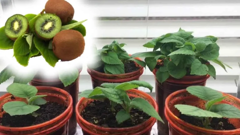 Here’s how to grow a kiwi tree in a pot! 