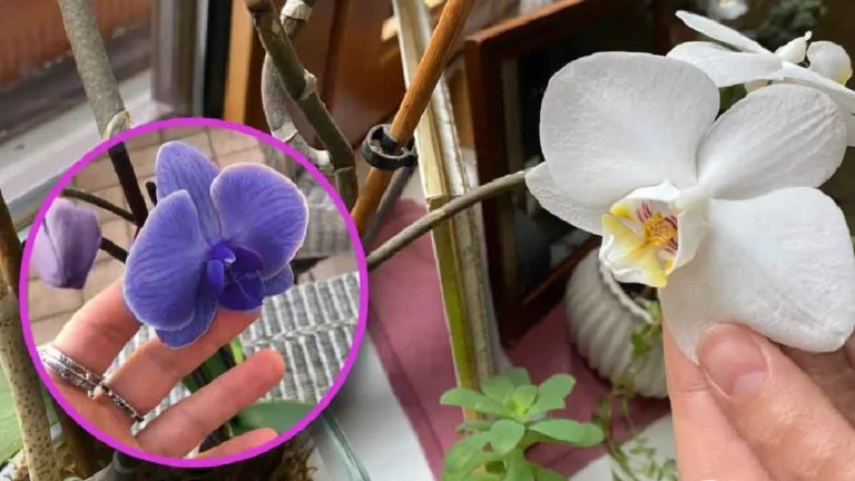 Here are some things to keep an eye out for if your orchid flowers suddenly change color!