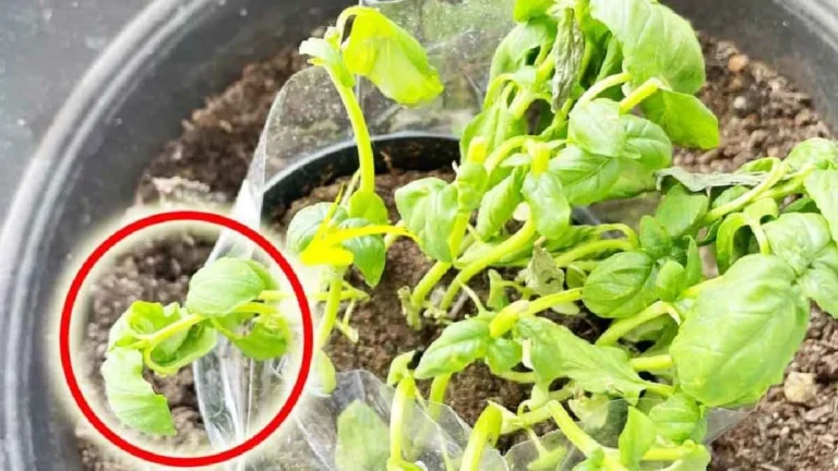 Here are all the smart tips you need to save your basil from scorching heat and high temperatures