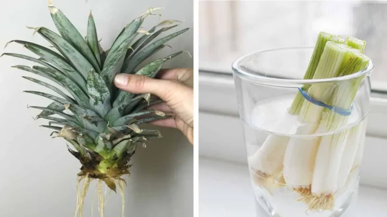 You won’t dare throw away fruit and vegetable scraps again when you see these ingenious tips!