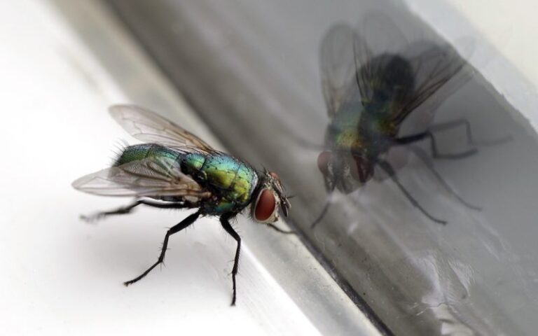 Flies: I got rid of them easily with the cotton ball method