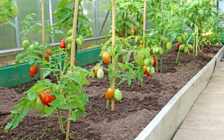 Never plant tomatoes and onions in the same place: an expert explains why