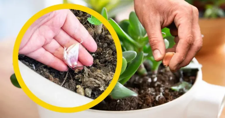 Garlic clove in plants, the unthinkable secret of every gardener: few know it