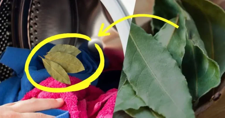 Laurel in the washing machine, you will be surprised as soon as you see the clothes: impeccable laundry