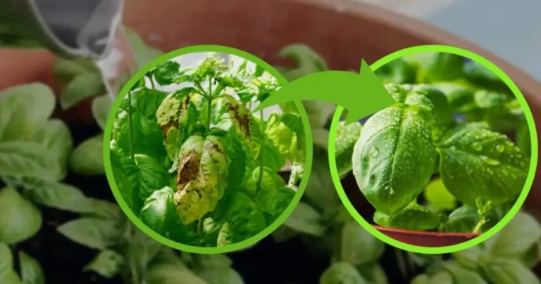 Basil, NEVER water it like this: you are rotting it | many are wrong