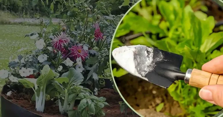 Baking soda, spread on plants: natural repellent | More lush plants in 24 hours