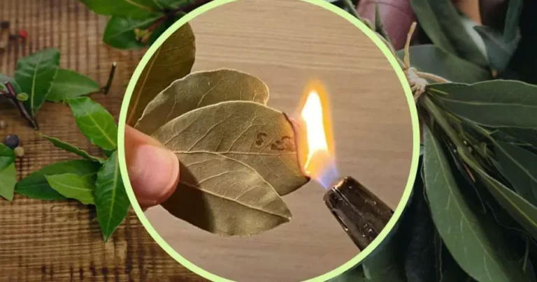 Laurel leaves, everyone burns in their houses: what happens will surprise you