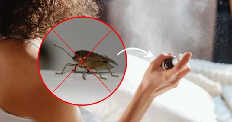 Goodbye bedbugs at home, they hate them: the infallible remedy to keep them away