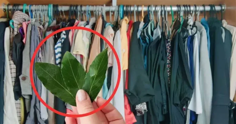 Bay leaves in your closet, goodbye to these problems forever