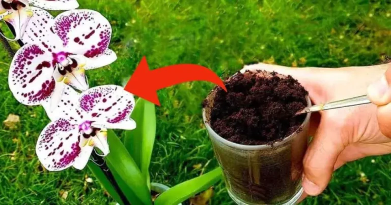 Coffee grounds on orchids, 3 reasons why you should do it now