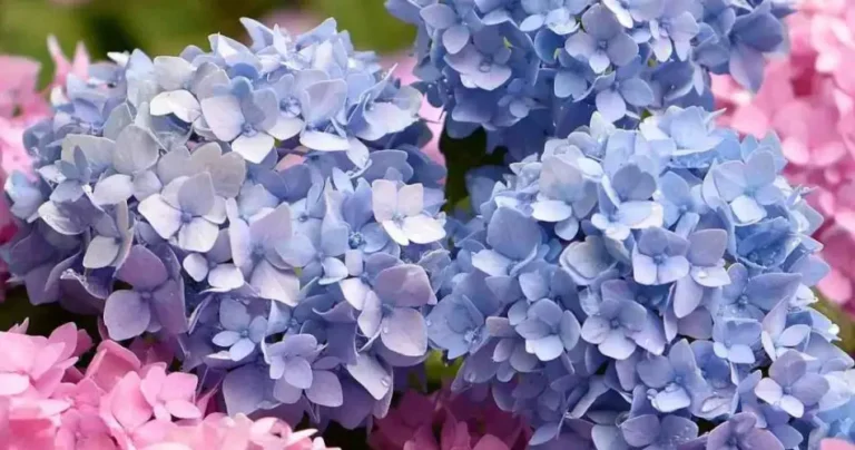 Hydrangea, it blooms beautifully here: the perfect place | Few people know it