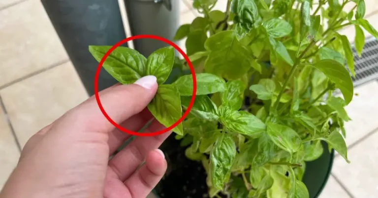 Basil, you should NEVER harvest it like this: in a few days you make it rot