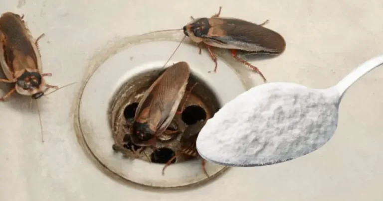 Cockroaches come out of the drain: just a handful and you will never see them again