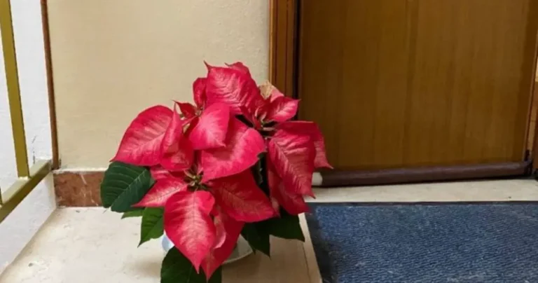 Christmas star on the landing, is it possible? The opinion of expert nurserymen.