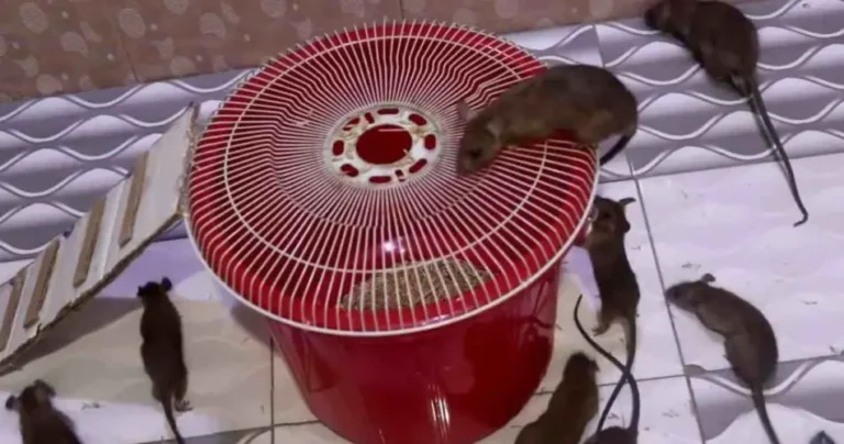 A plastic box is enough to catch mice: this trap is infallible