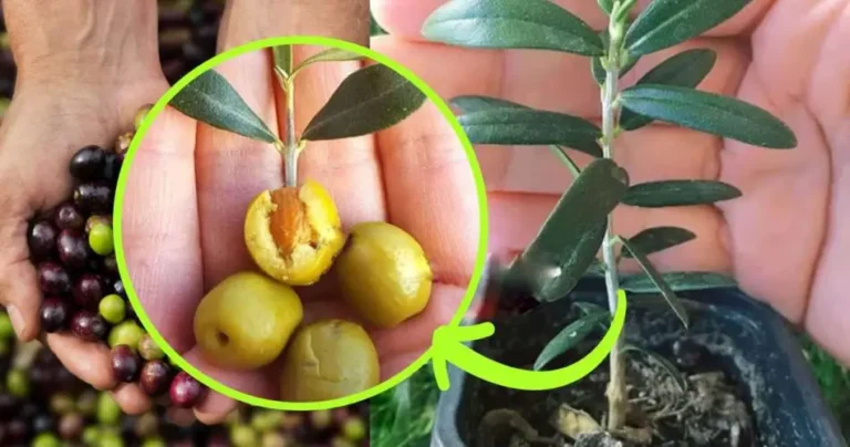 Olive tree in a pot, here is the technique to grow it at its best: strong and leafy