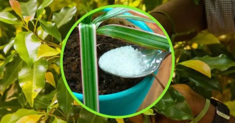 Putting sugar on plants: the benefits that no one would expect