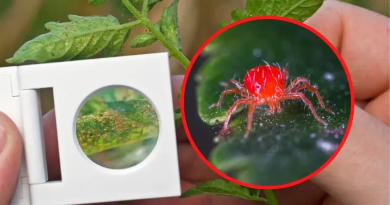 Mites on plants, the infallible method to eliminate them in a short time