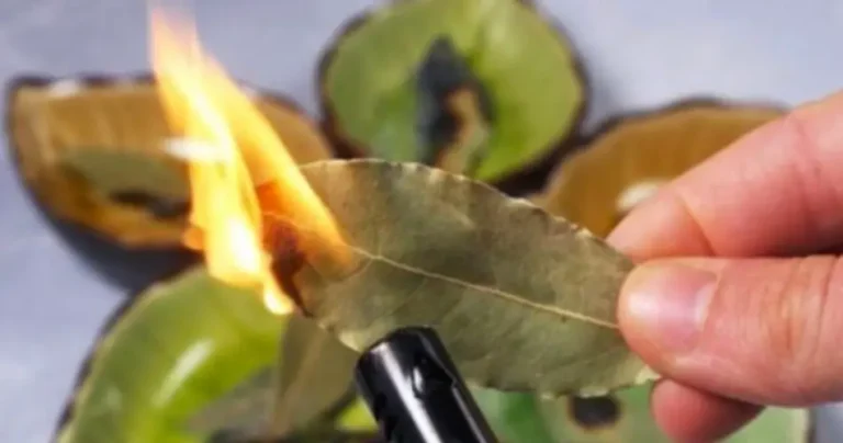 Burn bay leaves at home, surprise what happens 10 minutes later