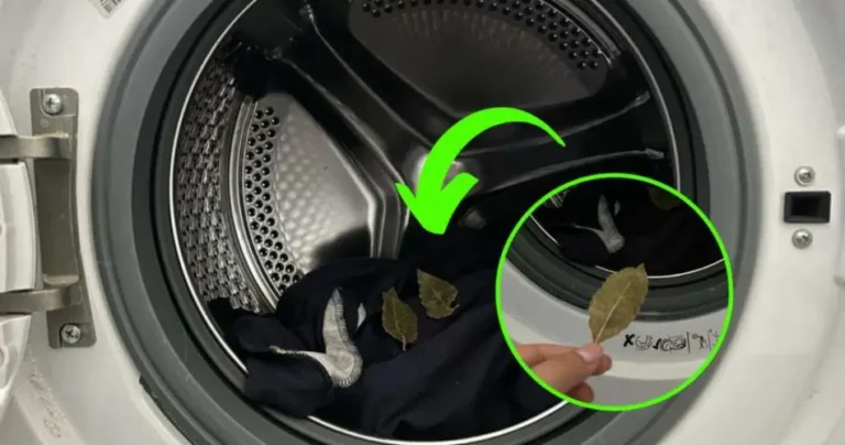 Laurel in the washing machine, the miraculous ingredient for your colorful clothes