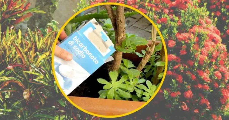 Baking soda, add a teaspoon to the plants: what you will see is out of the ordinary