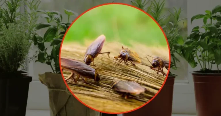 Cockroaches, put this aromatic plant in your house: they hate it | They will disappear immediately