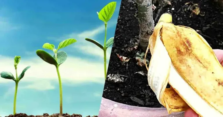 Banana peels, don’t throw them away: put them on your house plants | You’ll thank me later