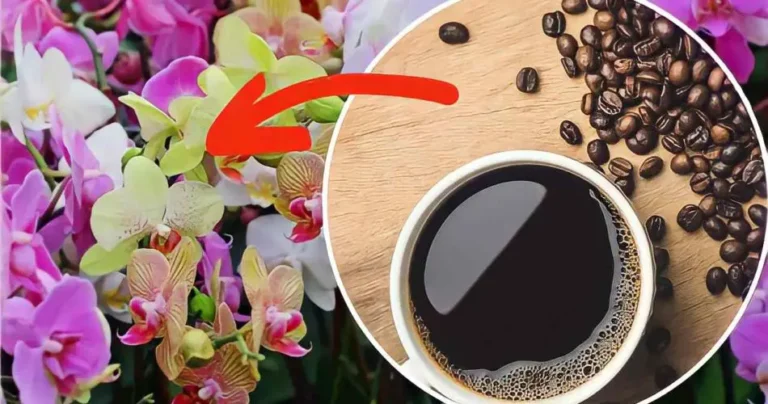 Coffee in orchids: here’s why you should always put it in | She had never seen them so exuberant.
