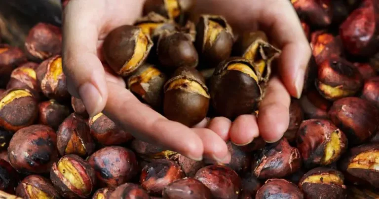 How to peel chestnuts easily, you don’t need an oven: ready in an instant