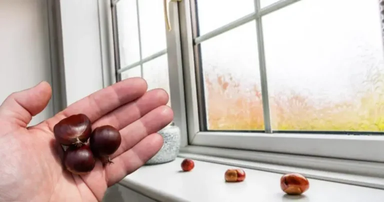 Chestnuts in front of the windows, putting them on the windowsill: solves a big problem