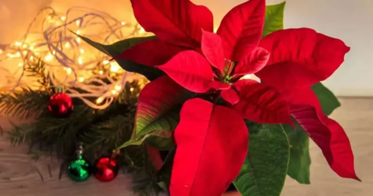 Poinsettia, if you place it here it blooms better: the perfect place