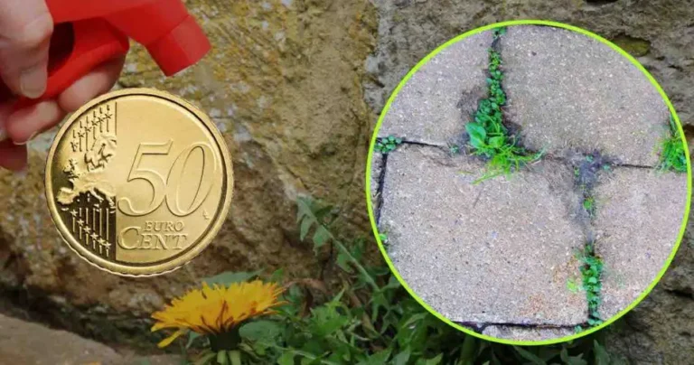 Natural herbicide: 50 cents is enough to say goodbye to all weeds | He is very strong