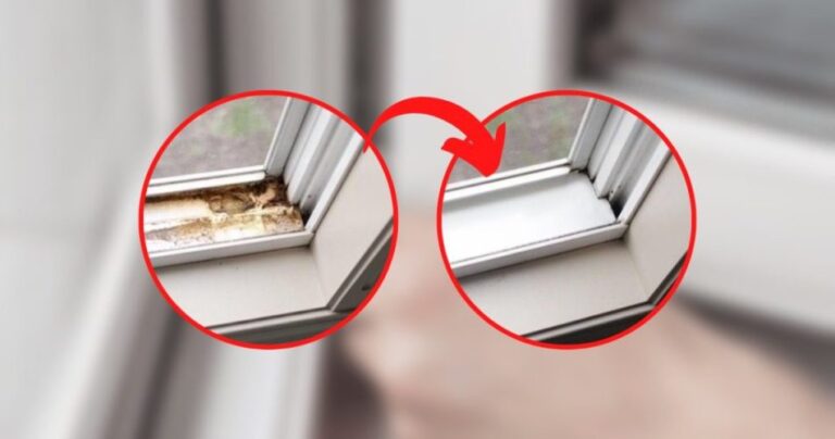 Dirty accessories, how to remove mold: here is the natural remedy