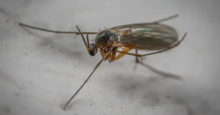 How to get rid of mosquitoes quickly: this is the trick that surprises everyone
