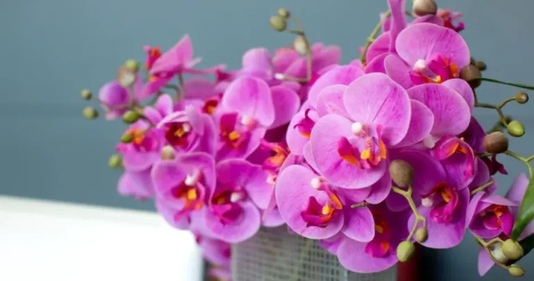 Healthy and lush orchid, where to place it so that it blooms: the unexpected place
