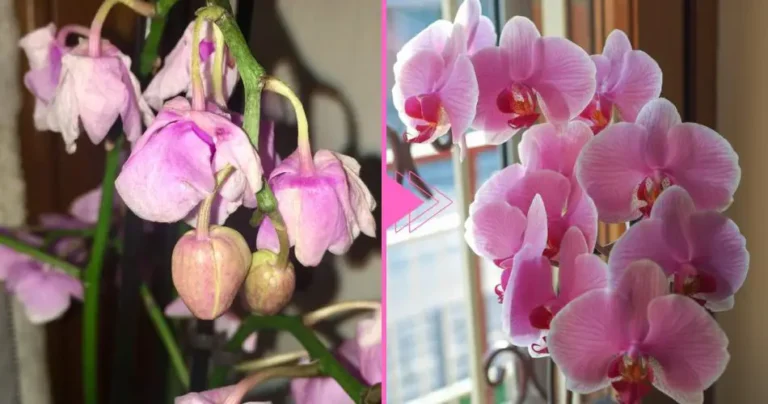 Withered orchid, there is still hope: with this ingredient it comes back to life
