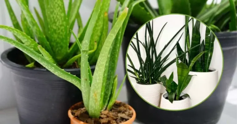 Stale air at home, these plants help you clean it: a healthy touch for your health