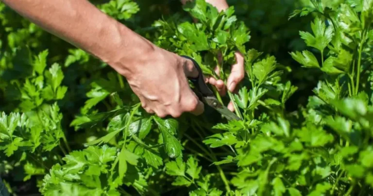 Parsley, the secret to making it grow incessantly without spending money