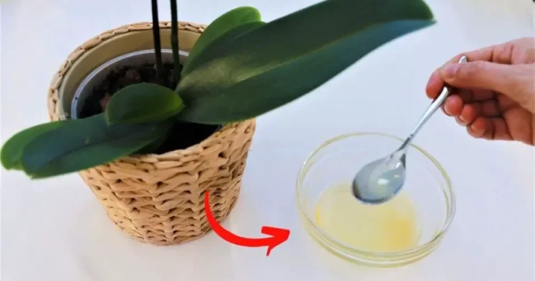 Healthy and prosperous orchid with this homemade syrup: it is a true miracle