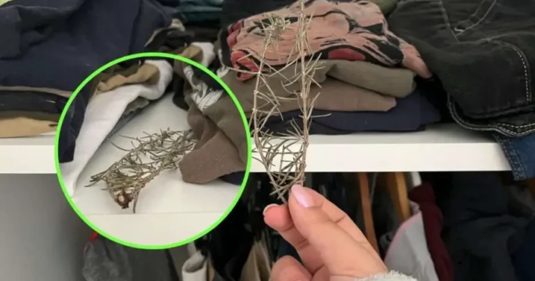Put 1 sprig of rosemary inside the closet: you can’t even get clothes like that in the washing machine