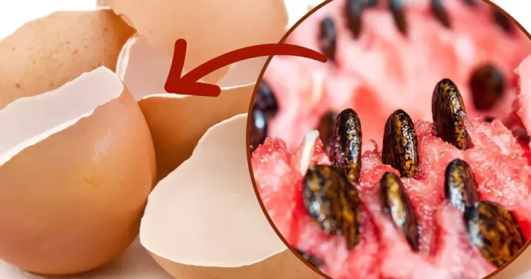 Watermelon seeds, put them in an eggshell and plant them in the ground | You’ll see what a show it is later.