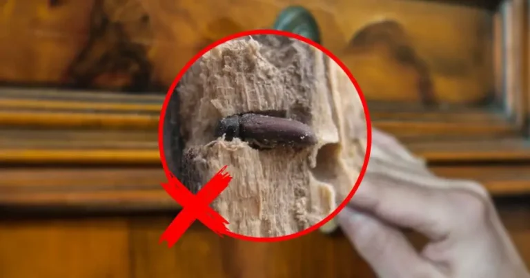 Woodworm in furniture, get rid of them immediately with this natural remedy