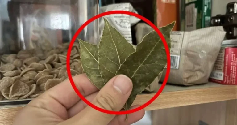 Butterflies in the pantry, with 3 leaves they flutter immediately: you won’t have to throw anything away