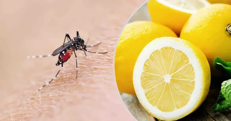 Mosquitoes, the lemon-based mixture that destroys them in 2 seconds: goodbye itching forever