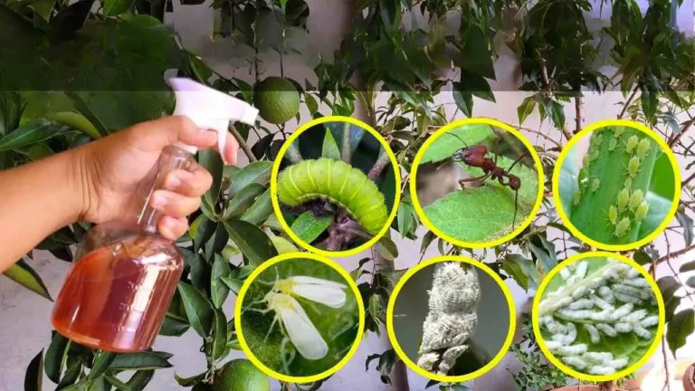 This liquid kills all caterpillars, stink bugs, ants and whiteflies in the garden.