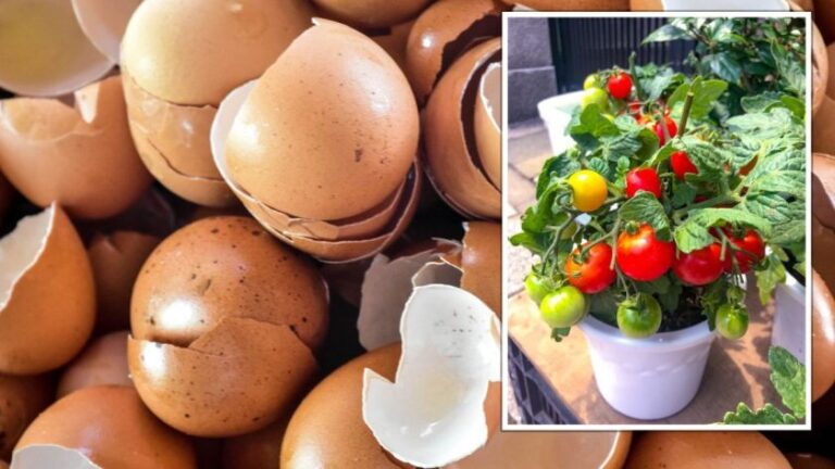 How to Make an Eggshell Tea Fertilizer for Plants