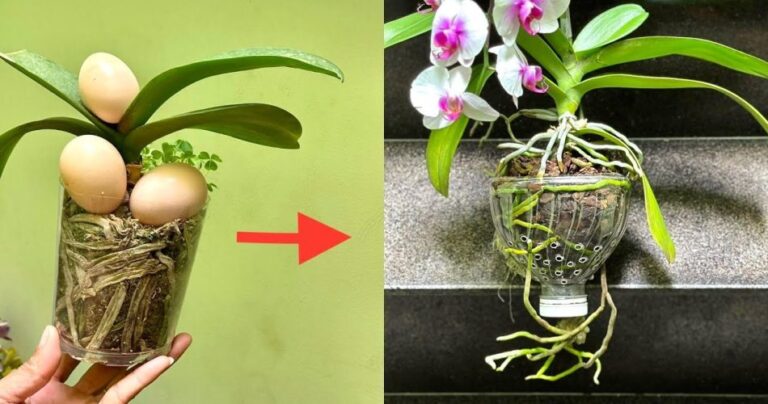 How to feed orchids correctly: the eggshell method