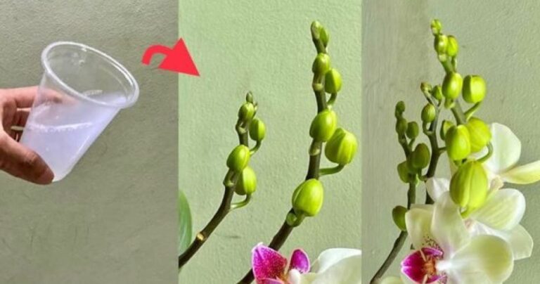 How to feed orchids with natural ingredients